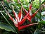 Heliconia angusta 'Red Christmas' - Imagem 4
