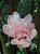 Bastão do Imperador Rosa Bebê (Etlingera elatior) - Imagem 2