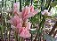 Bastão do Imperador Rosa Bebê (Etlingera elatior) - Imagem 1