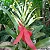 Billbergia porteana - Imagem 2