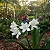 Crinum jagus - Imagem 1