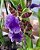 Orquídea Zigopetalum Adulta – Cores Variadas - Imagem 2