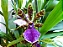 Orquídea Zigopetalum Adulta – Cores Variadas - Imagem 3
