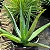 Babosa - Aloe barbadensis miller - Imagem 1