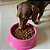 Comedouro de Ração Médio Para Cachorro Gato Pet Nº3 Sortido 1000Ml - Imagem 8