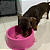 Comedouro Ração Grande Para Cachorro Pet Nº4 Sortido 1900Ml - Imagem 7