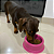Comedouro Para Filhote Cachorro Gato Pet Nº1 Sortido 300Ml - Imagem 7