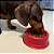 Comedouro Para Filhote Cachorro Gato Pet Nº1 Sortido 300Ml - Imagem 6