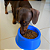 Comedouro de Ração Água Pequeno Para Cachorro Gato Pet Nº2  600Ml - Imagem 10