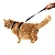 Conjunto Peitoral Neocomfy e Guia para Gatos - Imagem 4