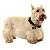 Coleira Tag ID QR Code Black - Imagem 2