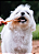 Natuka Pocky Bovino (Tendão Bovino) - 6 UND - Imagem 3