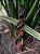 Natuka Dual - 1 UND - Imagem 1