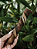 Natuka Buba - 1 UND - Imagem 1
