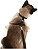 Conjunto Peitoral H Neo U Preto Caqui para Gatos - Imagem 3