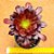 Aeonium arboreum v. atropurpureum - Imagem 2