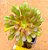 Aeonium arboreum v. atropurpureum - Imagem 1