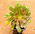 Aeonium arboreum v. atropurpureum - Imagem 5