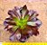 Aeonium arboreum v. atropurpureum - Imagem 1