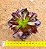Aeonium arboreum v. atropurpureum - Imagem 3