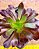 Aeonium arboreum v. atropurpureum - Imagem 4