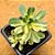 Aeonium castello-paivae variegata - Imagem 1