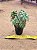 Aeonium catlin minor - Imagem 2