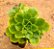 Aeonium goochiae - Imagem 1