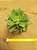 Aeonium kiwi - Imagem 2