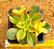 Aeonium kiwi - Imagem 1