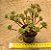 Aeonium sedifolium - Imagem 2