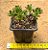 Aeonium sedifolium - Imagem 5