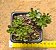 Aeonium sedifolium - Imagem 3