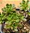 Aeonium sedifolium - Imagem 4