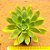 Aeonium Simsii - Imagem 1