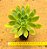 Aeonium Simsii - Imagem 4