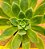 Aeonium Simsii - Imagem 3