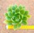 Aeonium Simsii - Imagem 2
