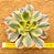 Aeonium sunburst - Imagem 4