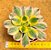 Aeonium sunburst - Imagem 1