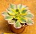 Aeonium sunburst - Imagem 2