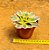 Aeonium sunburst - Imagem 3