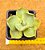 Agave potatorum - Imagem 1