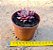 Echeveria agavoides celestia - Imagem 3