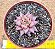 Echeveria agavoides celestia - Imagem 3