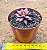 Echeveria agavoides celestia - Imagem 4