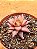 Echeveria agavoides celestia - Imagem 2