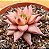 Echeveria agavoides celestia - Imagem 1