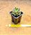 Echeveria alba aloha - Imagem 3