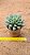 Echeveria alba aloha - Imagem 6